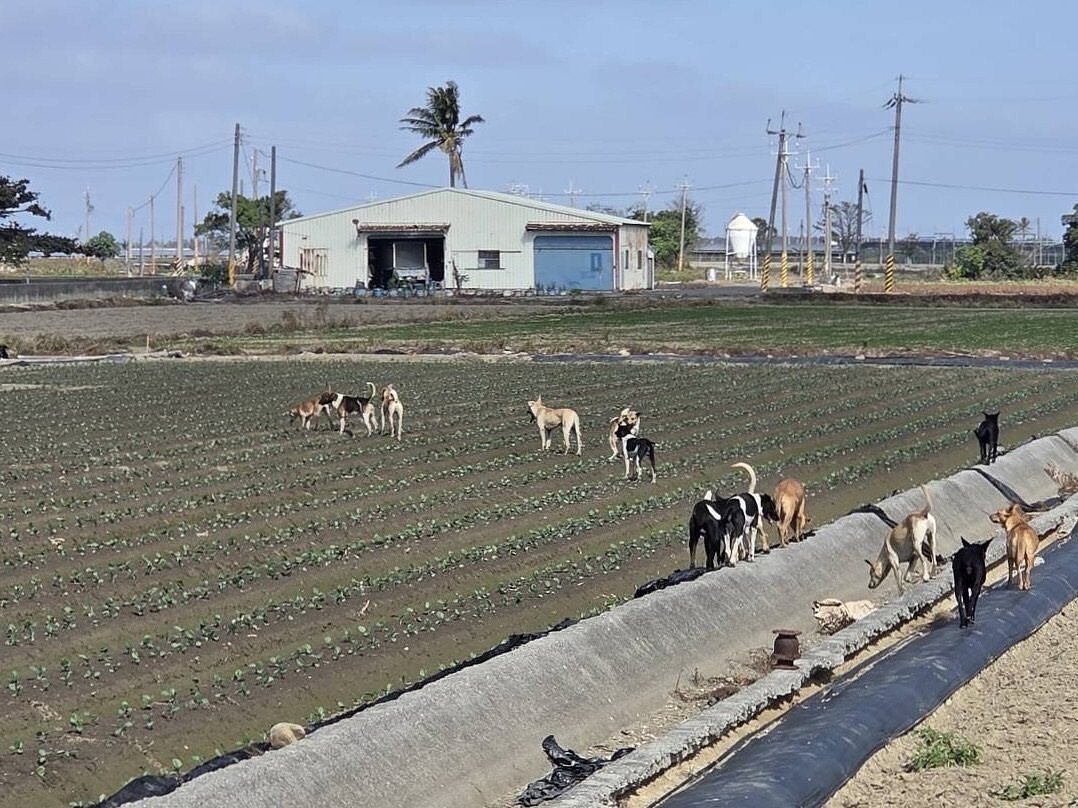 嘉義縣遊蕩犬問題嚴重，成群結隊破壞農田及畜舍。圖／嘉義縣家畜疾病防治所提供
