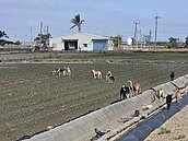 立院擬修動保法　專家建議：可限制「敏感地區」禁餵養