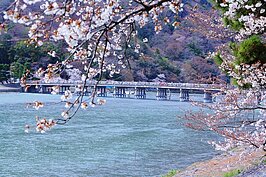 不只秋日紅葉，嵐山春天櫻花景色也是一絕。