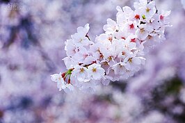 不只秋日紅葉，嵐山春天櫻花景色也是一絕。