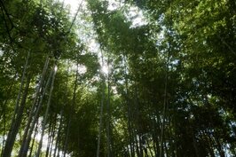 由觀光小火車嵐山站出來，沒多久就可以走到藝伎回憶錄中知名的嵐山竹林場景。
