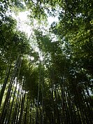 由觀光小火車嵐山站出來，沒多久就可以走到藝伎回憶錄中知名的嵐山竹林場景。
