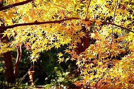 嵐山紅葉一景。