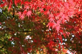 火紅美麗的紅葉，在秋日的陽光照映下非常美麗。