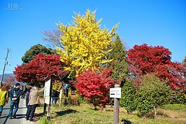 黃色的銀杏、紅色的楓葉以及湛藍的天空，交織出秋日嵐山獨特的美。