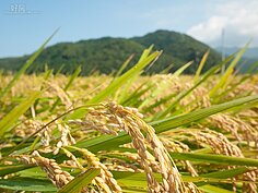 飽滿的下垂稻穗，預告今年的豐收。