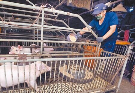 根據農業部最新調查,全國毛豬飼養場5495場,較113年同期減少169場。減少主因為農戶年邁、非洲豬瘟疫情影響、產業前景不明等。(本報資料照片)