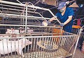 產業前景不明　養豬戶年減169場