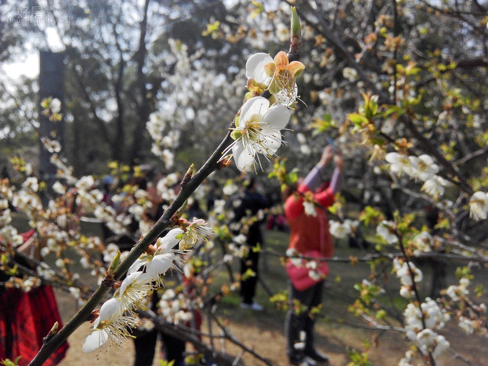 角板山的梅花盛開,民眾紛紛前往賞梅。(好房網News記者 陳韋帆/攝影)