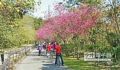 龍潭三坑鐵馬道　群櫻亂舞