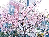 賞櫻新地標　八里櫻花開6成