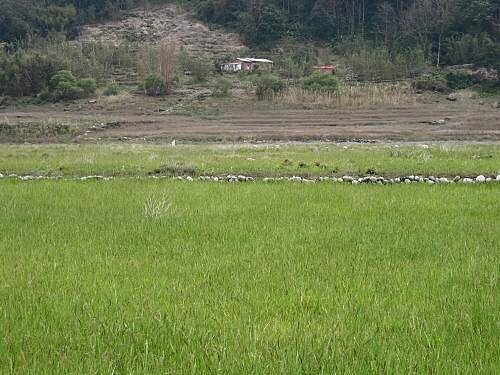 石門水庫的水位降到230公尺以下時,就有機會長出一大片湖濱草原。(截取自石門水庫網站)