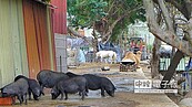 霸占車道　擅自圈地變動物園