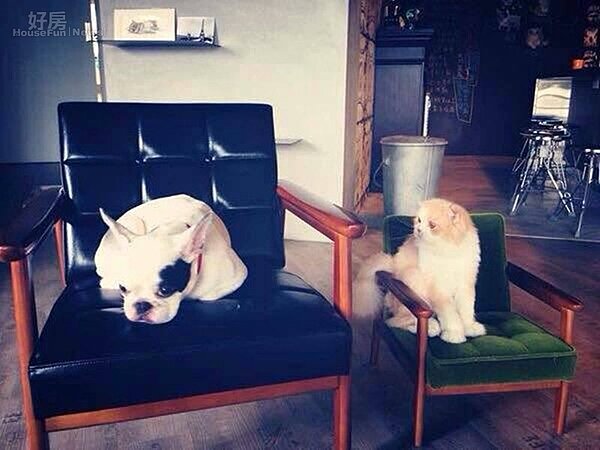 2.復古的椅子,是貓狗喜愛休憩的地方。