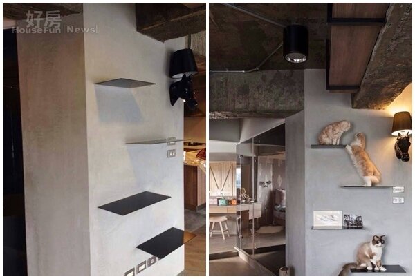 牆面特別設計許多層板，可以讓3隻貓咪爬上爬下