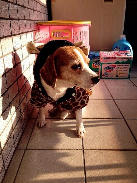 對於有養寵物的人來說，住在社區大樓確實有比較多的眉角需要注意。（網友提供）