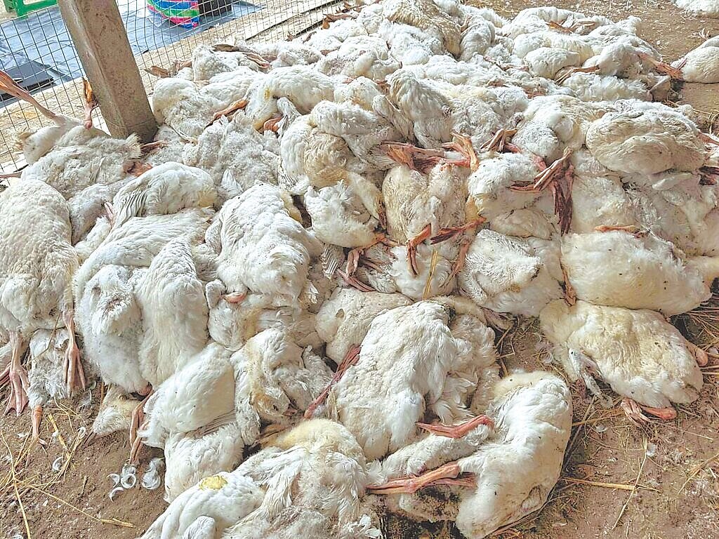 雲林縣四湖鄉一處養鵝場發生禽流感，飼主束手無策，場內鵝屍堆積如山，還棄置到隔壁鄉的魚塭空地。圖／雲林縣動植物防疫所提供