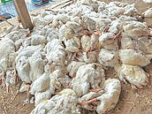 雲林棄置316禽流感病死鵝　飼主送辦