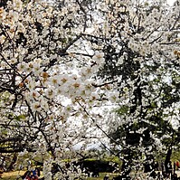 春節好去處－角板山行館賞梅趣