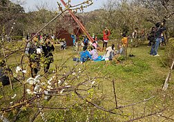 賞花區域很大，也有特地設置野餐區。