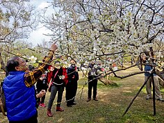 美不勝收的花景讓遊客們快門按不停。