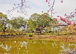 現在正逢櫻花盛開的季節。