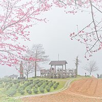 春節好去處－山霧飄渺與櫻花圍繞的仙境