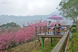 一家人坐在櫻花圍繞的觀景台上，喝著咖啡聊著天，充分享受度假。