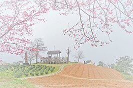 在霧中若隱若現的櫻花與茶園，讓人有進入仙境的錯覺。