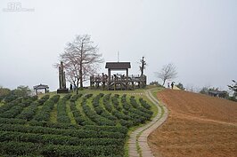 此處除了氣候適合茶葉生長外，景色也十分優美。