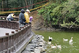 長埤湖中有許多鴨子與水鳥。