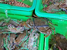 產地的海鮮都是＂現撈仔＂，新鮮程度活繃亂跳。