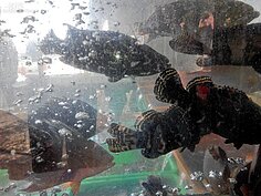 海魚都直接活魚料理最新鮮