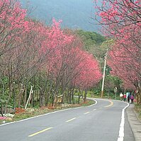 春節好去處－北投賞櫻舞春風