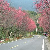 北投櫻花隧道現正綻放中（翻攝北投區公所網站）