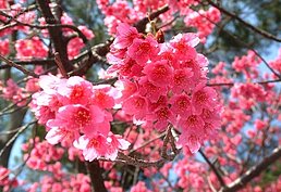 北投櫻花步道歷年花況（翻攝北投區公所網站）