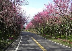 北投櫻花步道歷年花況（翻攝北投區公所網站）