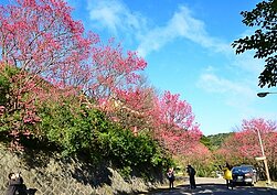 北投櫻花步道歷年花況（翻攝北投區公所網站）