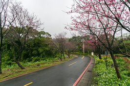 北投櫻花步道優雅恬靜，不過當地停車不易，建議停遠點安步當車慢慢欣賞。