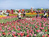 鬱金香迎春　中社湧人潮