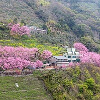 免到武陵人擠人，北橫上巴陵櫻木花道賞櫻吹雪