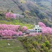 過完年後，緊接著上班三天又要放228連假，在春節時沒賞到櫻花也別失望，位於北橫上巴陵的私人櫻花海「櫻木花道」，已經開放供遊客賞景。