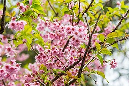 隨著冬日逐漸遠去，過年前開始各品種櫻花在枝頭怒放，並由海拔低往海拔高之處依序綻放。其中北橫靠近巴陵地區的櫻花正值盛開期，過年沒賞到櫻花的，不妨趁著228三天連假前往欣賞。