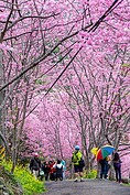 櫻木花道遠近馳名，許多遊客趁著年假最後一天上山賞花。