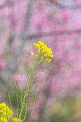 不讓昭和櫻專美於前，油菜花也正怒放中。