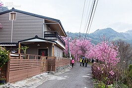 賞櫻期間除當地民宿車輛外，外車一律禁止進入，植栽主人請遊客遵守規定，給徒步賞櫻的民眾一個安全的行路空間。