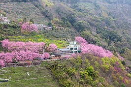 位於中巴陵與上巴陵之間的「櫻木花道，近年成為賞櫻的新景點。