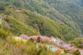 鳥瞰櫻木花道。