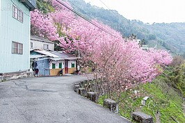 櫻木花道一景。