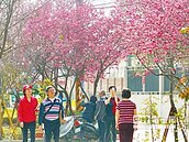 芬園花卉園區　賞櫻新景點
